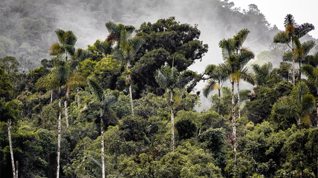 Top Five Fridays November 12, 2021: Peruvian Rainforest Image