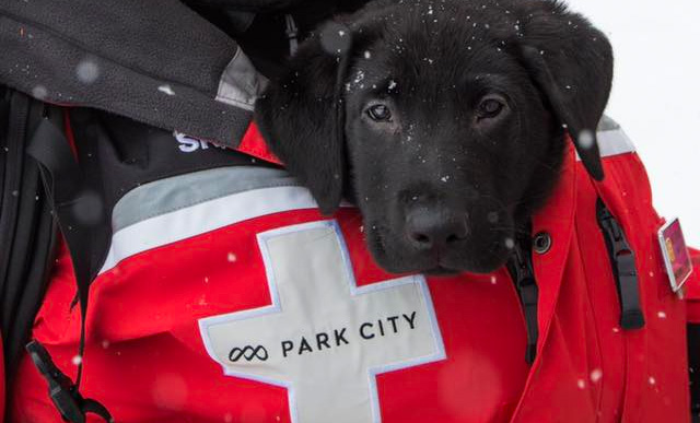 Top Five Fridays January 21, 2022: Park City Ski Patrol Puppy Image